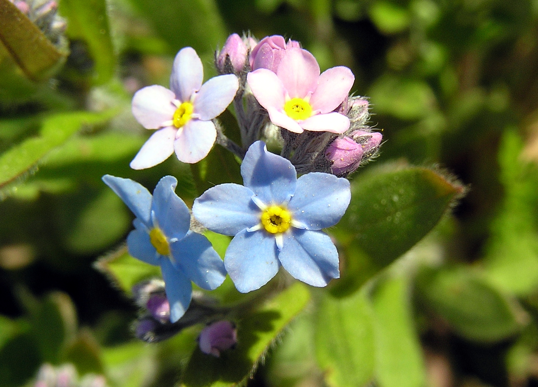 Forget me not